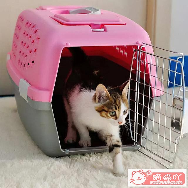 《猫咪应激反应,怎么办?》原文配图7