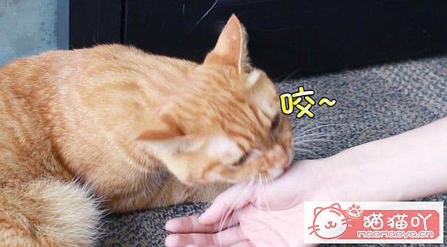 《猫咪总喜欢“轻咬”主人的手?原来它有这些心思!》原文配图1