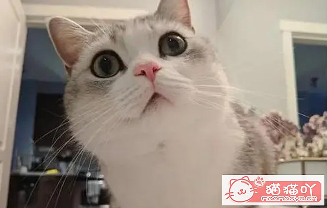 《猫咪总喜欢“轻咬”主人的手?原来它有这些心思!》原文配图2