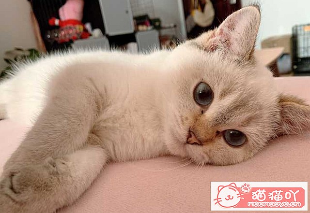 《猫咪总喜欢“轻咬”主人的手?原来它有这些心思!》原文配图3