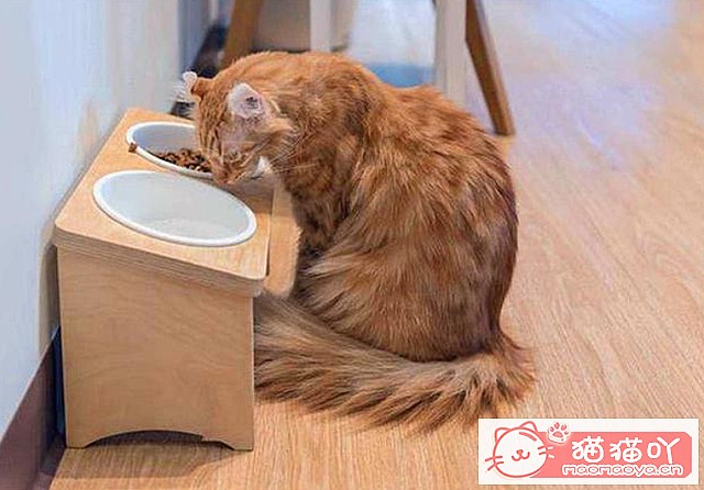 《猫咪总喜欢“轻咬”主人的手?原来它有这些心思!》原文配图6