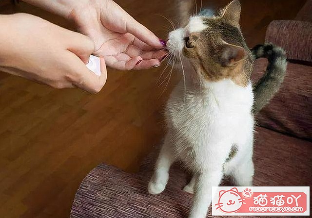 《猫咪总喜欢“轻咬”主人的手?原来它有这些心思!》原文配图5