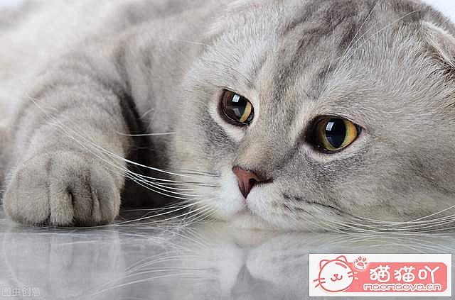 《猫咪乱尿怎么办?4招教你轻松解决》原文配图1