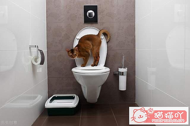 《猫咪乱尿怎么办?4招教你轻松解决》原文配图5