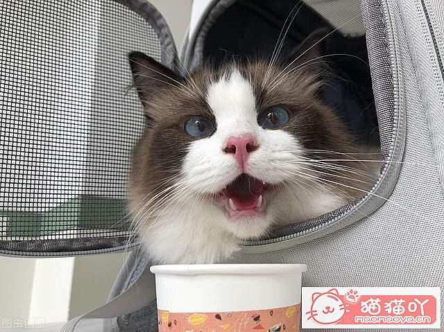 《猫咪乱尿怎么办?4招教你轻松解决》原文配图2