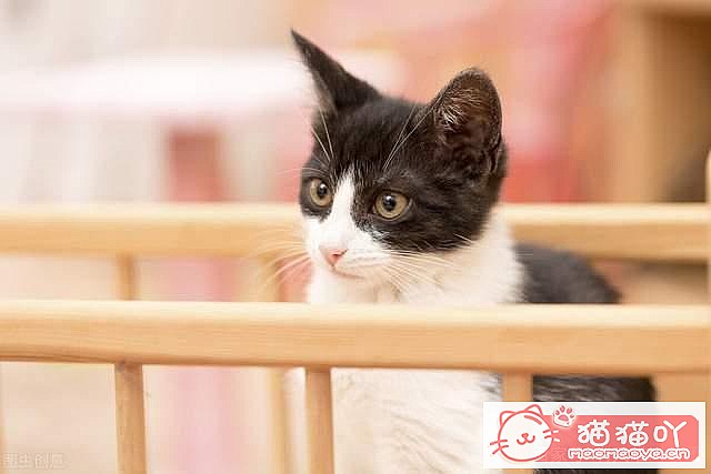 《猫咪乱尿怎么办?4招教你轻松解决》原文配图4