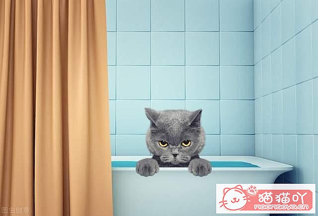 《猫咪乱尿怎么办?4招教你轻松解决》原文配图3