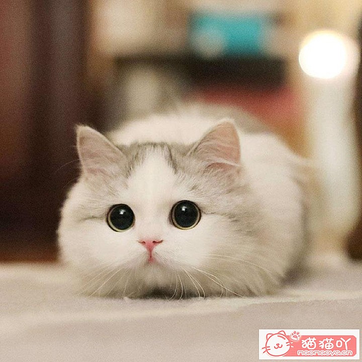 《猫拉屎很臭是什么原因?》原文配图1