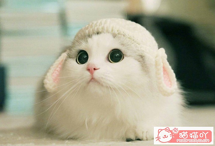 《猫拉屎很臭是什么原因?》原文配图3