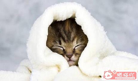 《猫猫感冒症状,必看。》原文配图1