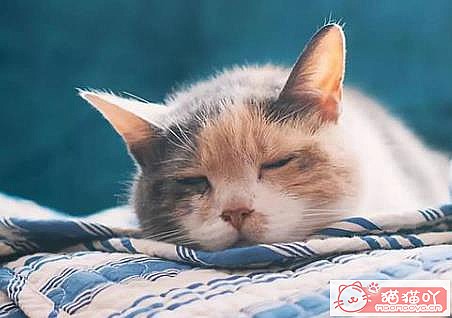 《猫猫感冒症状,必看。》原文配图3