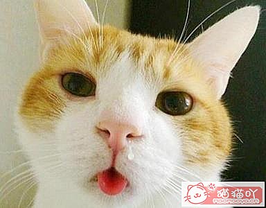 《猫猫感冒症状,必看。》原文配图2