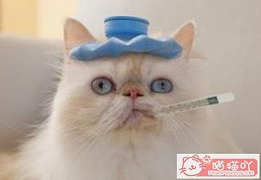 《猫猫感冒症状,必看。》原文配图5