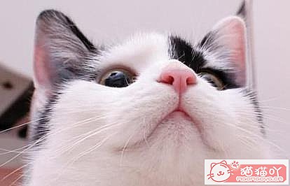 《猫猫感冒症状,必看。》原文配图4