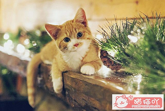 èע5èūè20顷ԭͼ1