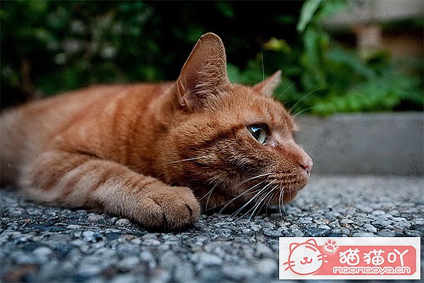 èע5èūè20顷ԭͼ4