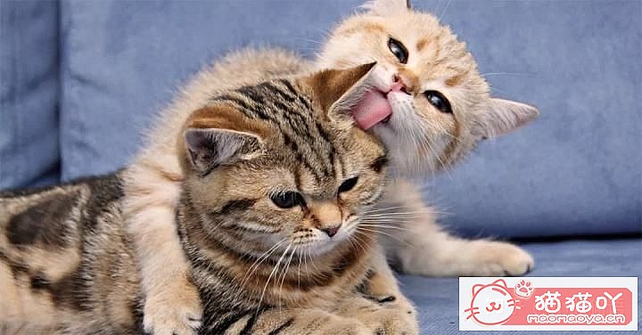 ӭһֻèҵȫ׼ԭͼ11