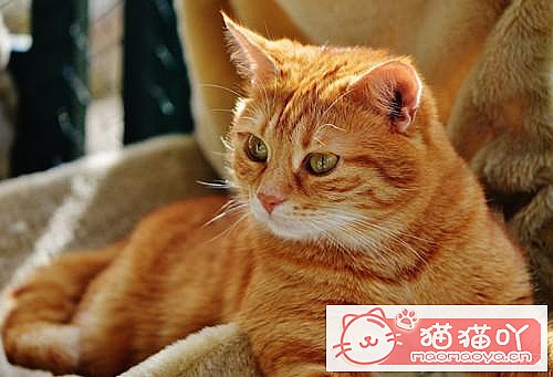 《猫绝育会影响发腮吗》原文配图3