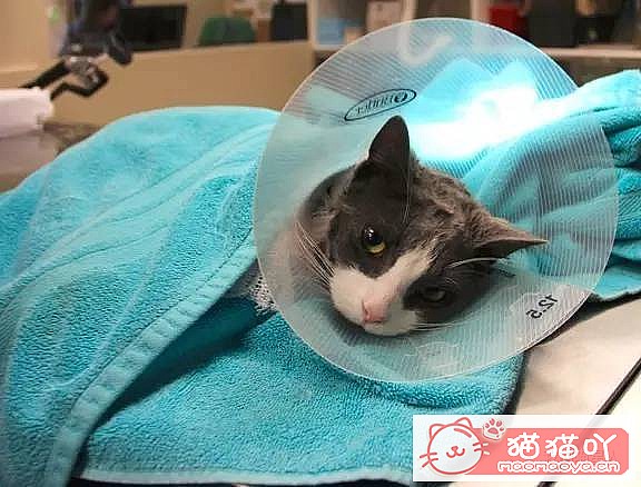 《猫咪做了绝育后注意事项》原文配图1