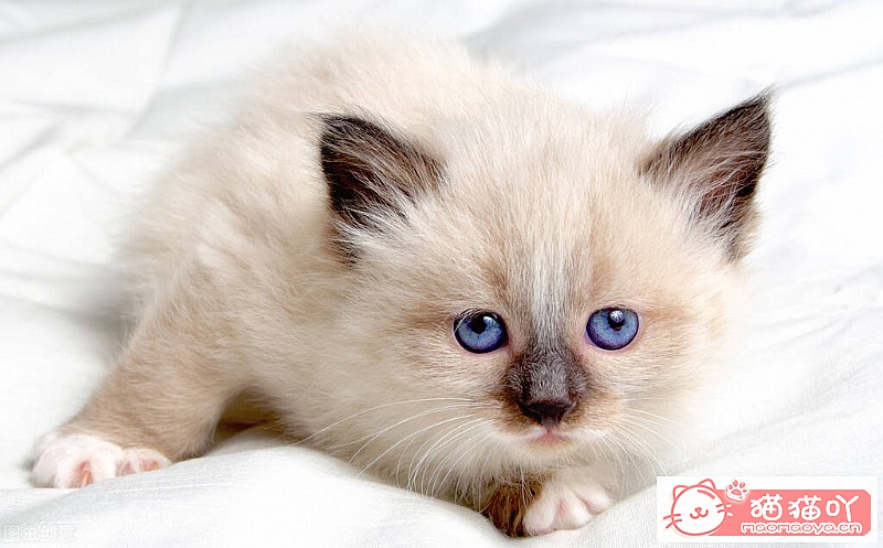 《猫绝育手术后的护理方法和注意事项》原文配图1