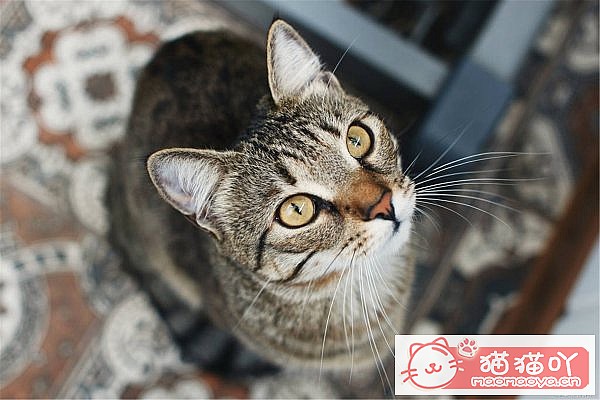 《公猫多大可以做绝育》原文配图3