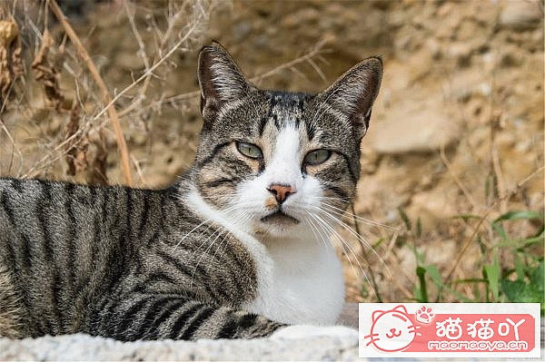 《公猫多大可以做绝育》原文配图1