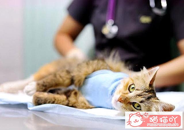《猫猫多大去绝育?绝育前后注意准备啥?》原文配图1