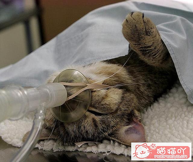 《猫猫多大去绝育?绝育前后注意准备啥?》原文配图2