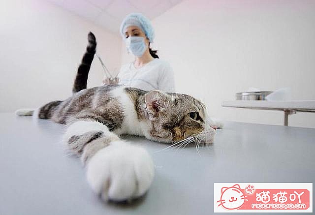 《猫猫多大去绝育?绝育前后注意准备啥?》原文配图4