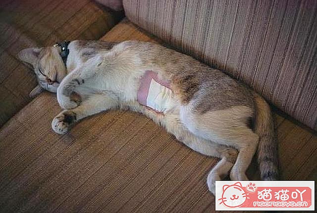 《猫猫多大去绝育?绝育前后注意准备啥?》原文配图3