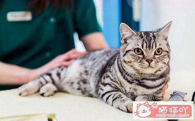 《猫猫多大去绝育?绝育前后注意准备啥?》原文配图6