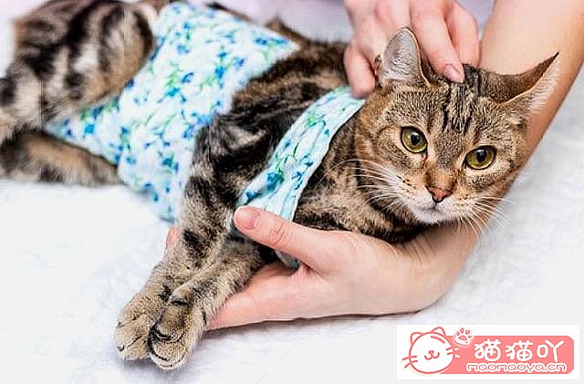 《猫猫多大去绝育?绝育前后注意准备啥?》原文配图5