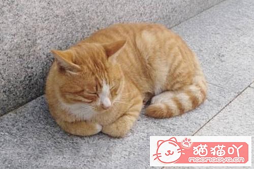 《母猫咪怀孕生育过程浅析》原文配图1