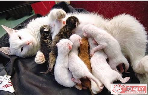 《母猫咪怀孕生育过程浅析》原文配图2