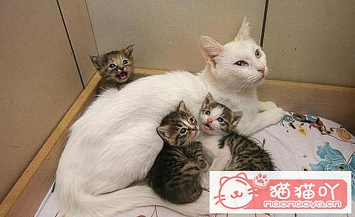 《母猫咪怀孕生育过程浅析》原文配图3