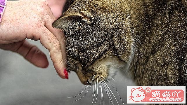 《母猫怀孕以及猫咪育儿方面的知识》原文配图1