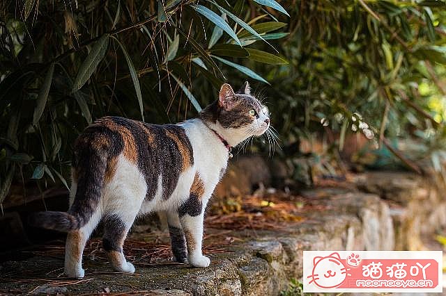 《母猫怀孕以及猫咪育儿方面的知识》原文配图2