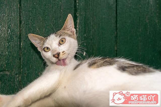 《母猫怀孕以及猫咪育儿方面的知识》原文配图3