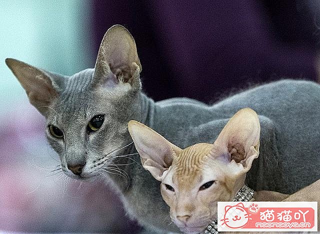 《母猫怀孕以及猫咪育儿方面的知识》原文配图5