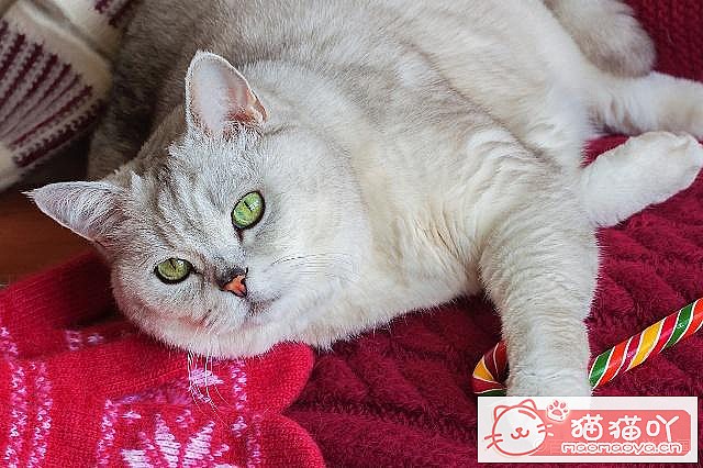 《母猫怀孕以及猫咪育儿方面的知识》原文配图4