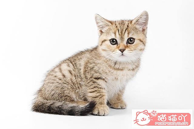 《母猫怀孕以及猫咪育儿方面的知识》原文配图6