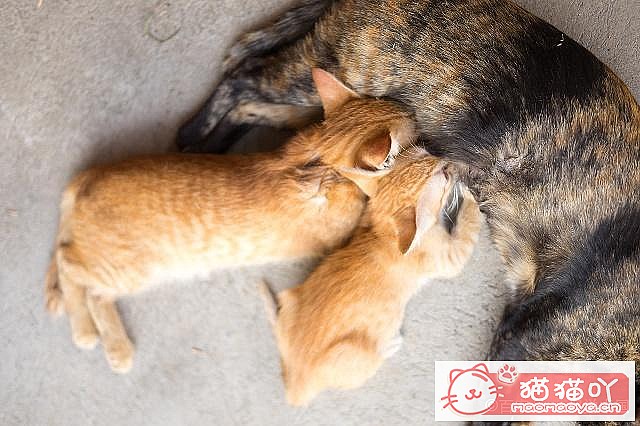 《母猫怀孕以及猫咪育儿方面的知识》原文配图7