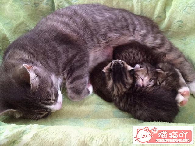 《猫咪“怀孕”前后应该注意哪些事情?》原文配图4