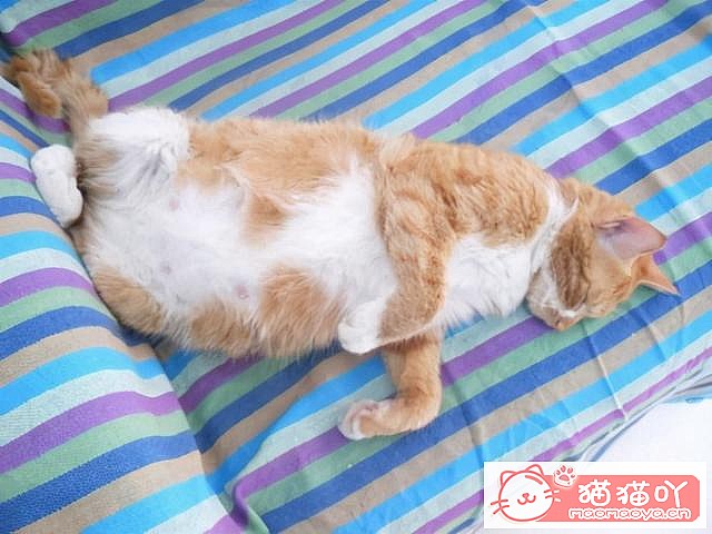 《猫咪“怀孕”前后应该注意哪些事情?》原文配图1