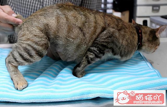 《猫咪“怀孕”前后应该注意哪些事情?》原文配图3