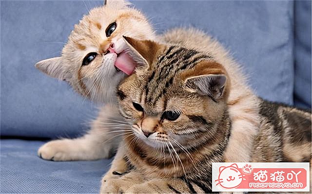 《猫咪“怀孕”前后应该注意哪些事情?》原文配图2