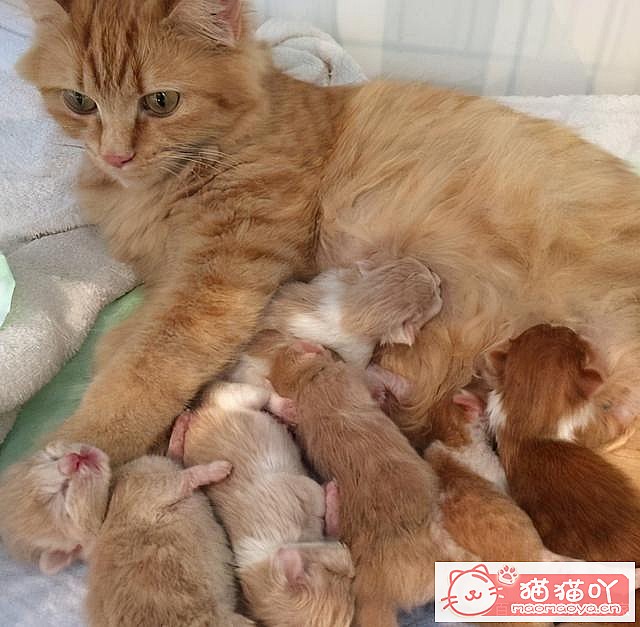 《猫咪“怀孕”前后应该注意哪些事情?》原文配图7