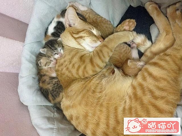 《猫咪“怀孕”前后应该注意哪些事情?》原文配图6