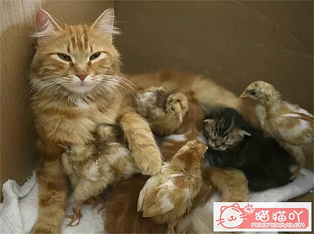 《猫咪“怀孕”前后应该注意哪些事情?》原文配图8