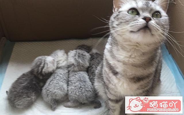 《猫咪“怀孕”前后应该注意哪些事情?》原文配图9